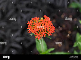 Image result for Lychnis chalcedonica `Dusky Salmon`