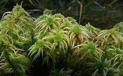 Attēlu rezultāti vaicājumam “Sphagnum centrale sporophyte”