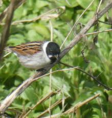 Attēlu rezultāti vaicājumam “Emberiza schoeniclus nest”