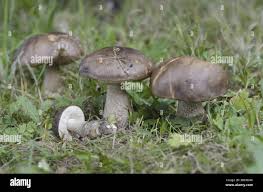 Attēlu rezultāti vaicājumam “Leccinum melaneum”