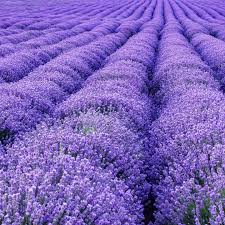 Image result for Lavendel