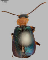 Attēlu rezultāti vaicājumam “Lebia chlorocephala”