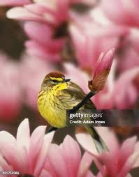 Image result for Dendroica magnolia