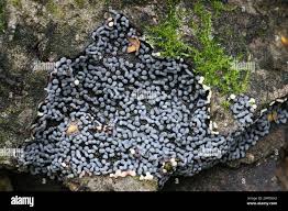 Attēlu rezultāti vaicājumam “Physarum straminipes”