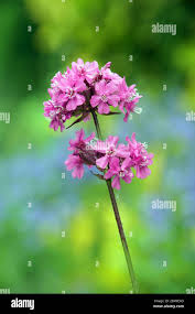 Image result for Pechnelke