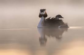 Attēlu rezultāti vaicājumam “Podiceps cristatus adult”