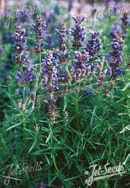 Attēlu rezultāti vaicājumam “Dracocephalum ruyschiana fruit”