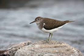 Attēlu rezultāti vaicājumam “Actitis hypoleucos adult”