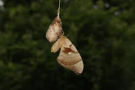 Attēlu rezultāti vaicājumam “cocoon”