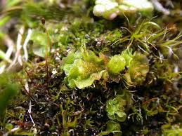 Attēlu rezultāti vaicājumam “Moerckia hibernica”