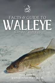 Image result for Sander vitreus