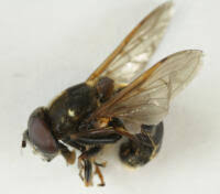Attēlu rezultāti vaicājumam “Sericomyia lappona”