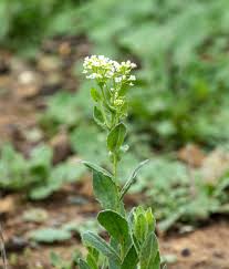 Attēlu rezultāti vaicājumam “Lepidium latifolium”