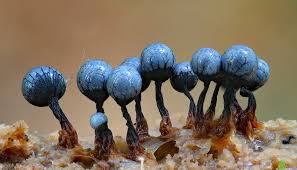 Attēlu rezultāti vaicājumam “Cribraria argillacea macro”