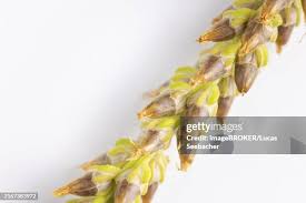 Attēlu rezultāti vaicājumam “Plantago media bud”