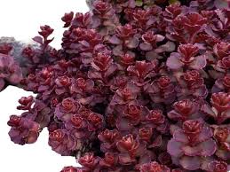 Attēlu rezultāti vaicājumam “Sedum aizoon fruit”