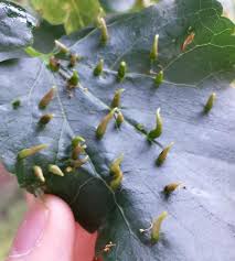 Attēlu rezultāti vaicājumam “Eriophyes tiliae”