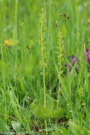 Attēlu rezultāti vaicājumam “Listera ovata leaf”