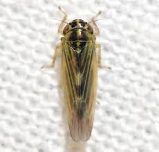 Attēlu rezultāti vaicājumam “Macrosteles nymph”