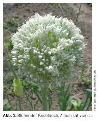 Attēlu rezultāti vaicājumam “Allium sativum”