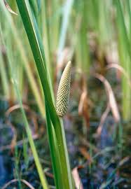 Attēlu rezultāti vaicājumam “Acorus calamus”