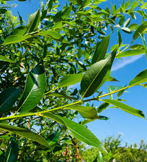 Attēlu rezultāti vaicājumam “Salix pentandra leaf”