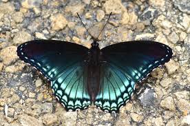 Attēlu rezultāti vaicājumam “Nymphalidae”