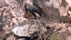 Attēlu rezultāti vaicājumam “Ciconia nigra nest”