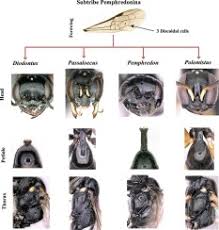 Attēlu rezultāti vaicājumam “Crabronidae”