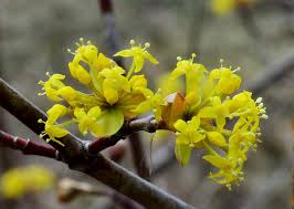 Attēlu rezultāti vaicājumam “Cornus mas”