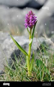 Attēlu rezultāti vaicājumam “Dactylorhiza traunsteineri”