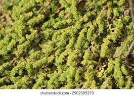 Attēlu rezultāti vaicājumam “Herniaria glabra leaf”