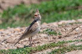 Attēlu rezultāti vaicājumam “Galerida cristata adult”