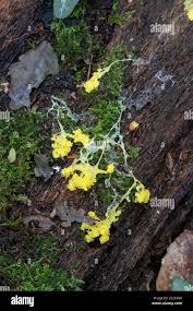 Attēlu rezultāti vaicājumam “Fuligo septica var. flava young”