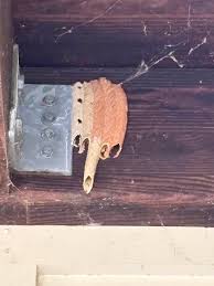 Attēlu rezultāti vaicājumam “Physarum viride var. aurantium stalked”