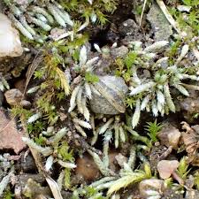 Attēlu rezultāti vaicājumam “Hymenostylium recurvirostrum macro”