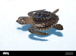 Image result for Lepidochelys olivacea