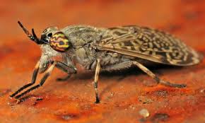 Attēlu rezultāti vaicājumam “Haematopota sp.”