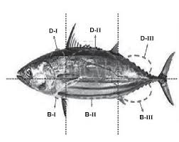 Image result for Katsuwonus pelamis