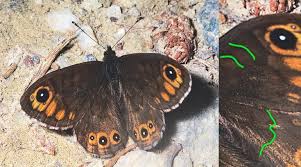 Attēlu rezultāti vaicājumam “Lasiommata petropolitana”