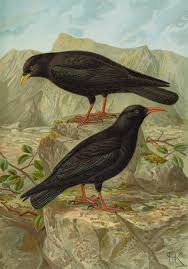 Image result for Pyrrhocorax pyrrhocorax