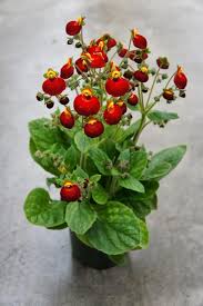 Image result for Calceolaria