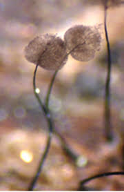 Attēlu rezultāti vaicājumam “Physarum bitectum sessile”