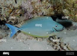 Image result for Naso hexacanthus