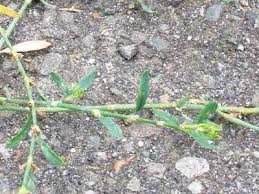 Attēlu rezultāti vaicājumam “Polygonum arenastrum leaf”