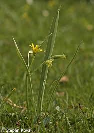 Attēlu rezultāti vaicājumam “Gagea lutea”