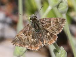 Attēlu rezultāti vaicājumam “Carcharodus floccifera upperside”