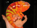 Live Chameleons For Sale, Panther Chameleons For Sale, Buy ...