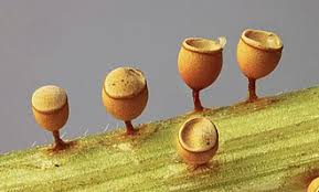 Attēlu rezultāti vaicājumam “Craterium aureum spores”