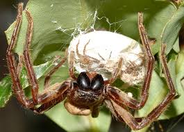 Attēlu rezultāti vaicājumam “Sparassidae”